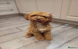 Cavapoo dogs for stud: Proven Cavapoo Stud - Not for sale.  - Image 1