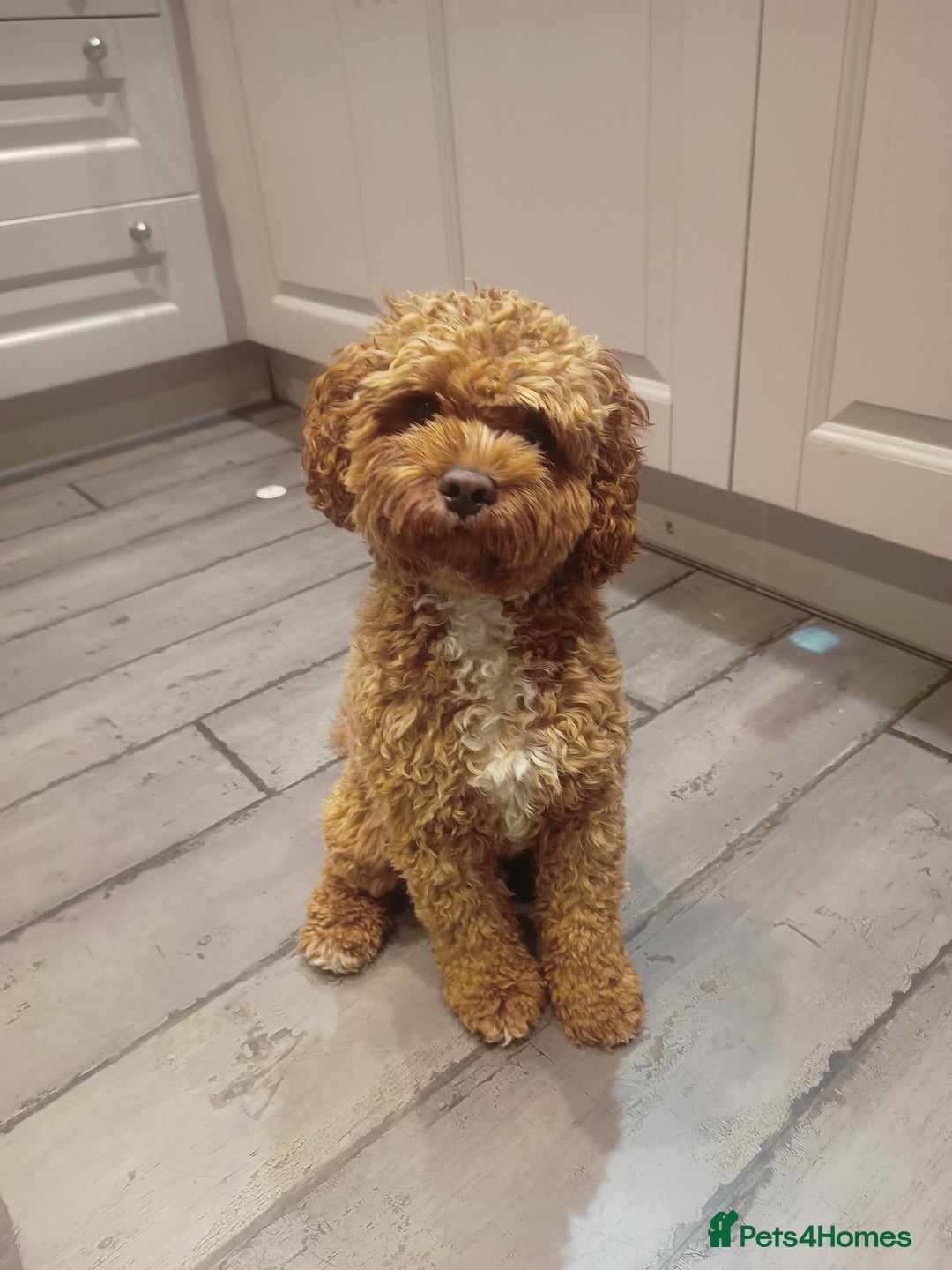 Cavapoo dogs for stud: Proven Cavapoo Stud - Not for sale.  - Image 1