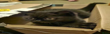 British Shorthair 1