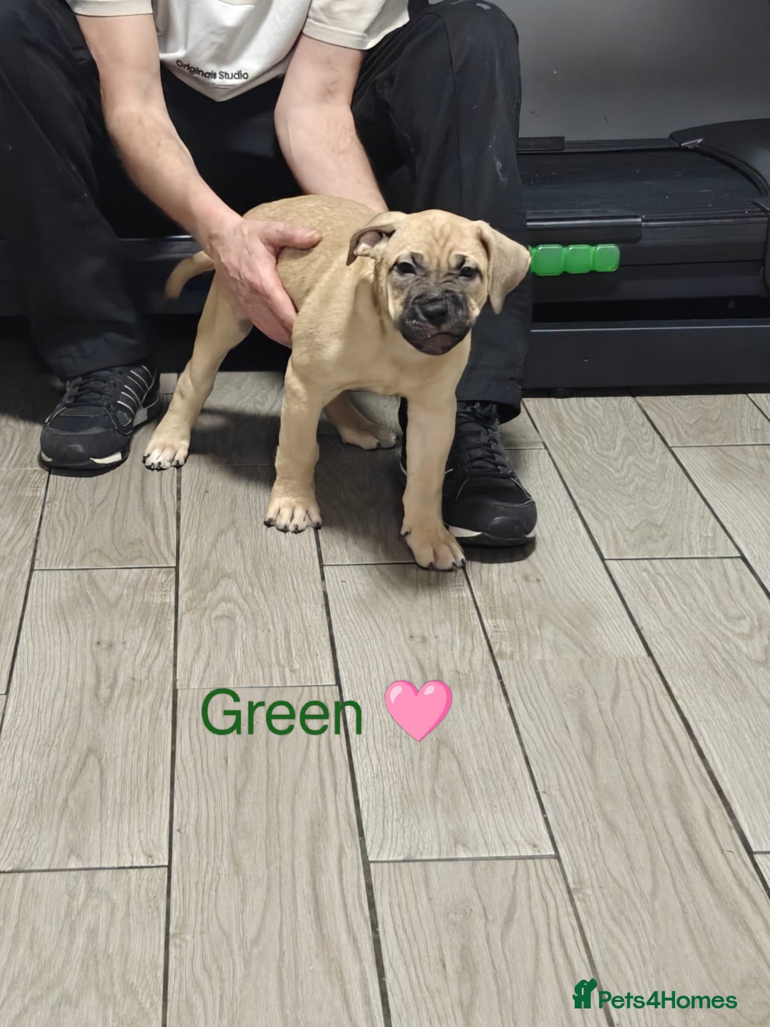 Mixed Breed dogs for sale: Puppies for sale - Advert 3