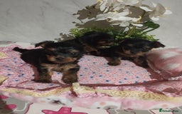 Yorkshire Terrier dogs for sale: 💝💝Beautiful miniature babies 💝💝 - Image 39