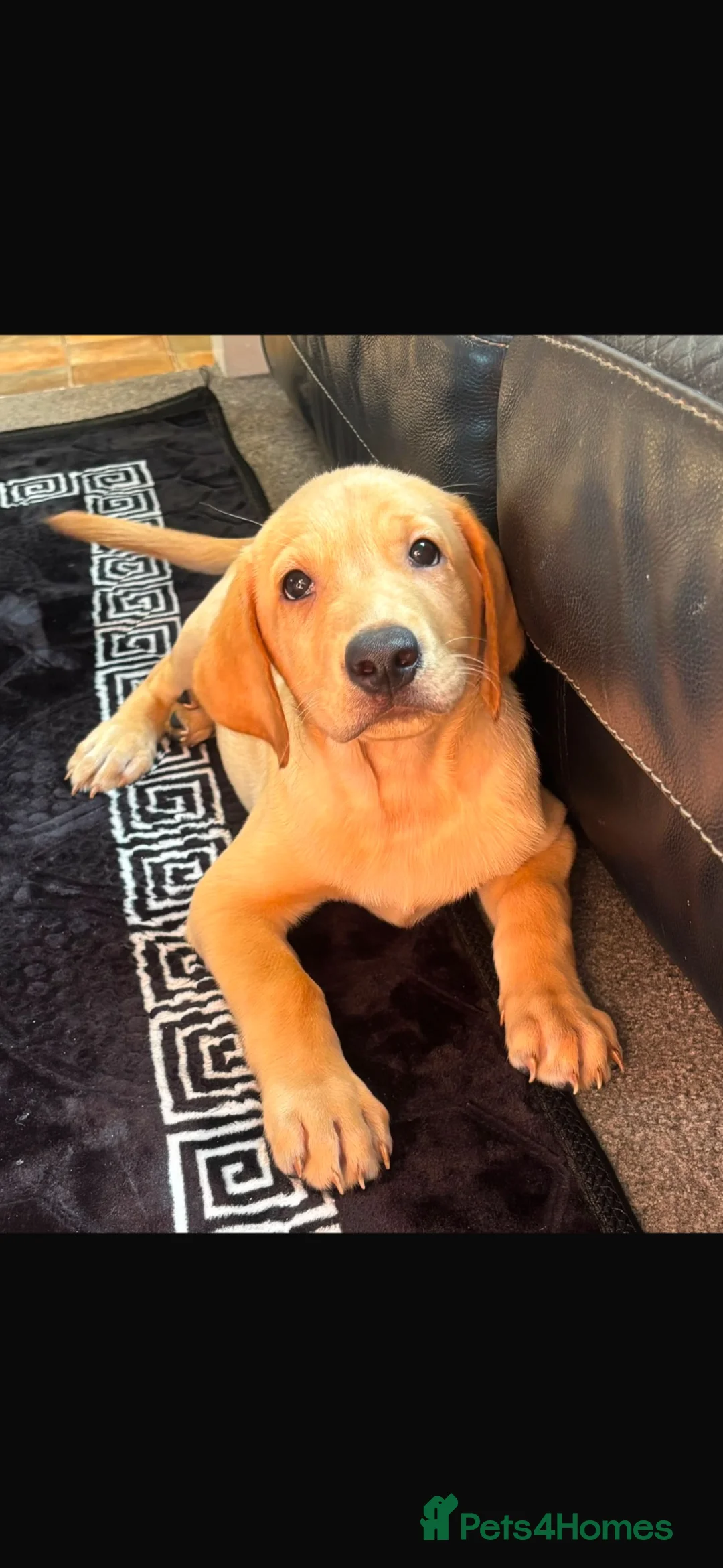 Labrador Retriever dogs for sale: Male labrador - Advert 2