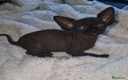 Sphynx cats for sale: Beautiful Canadian Sphynx kittens purebreed  - Image 15
