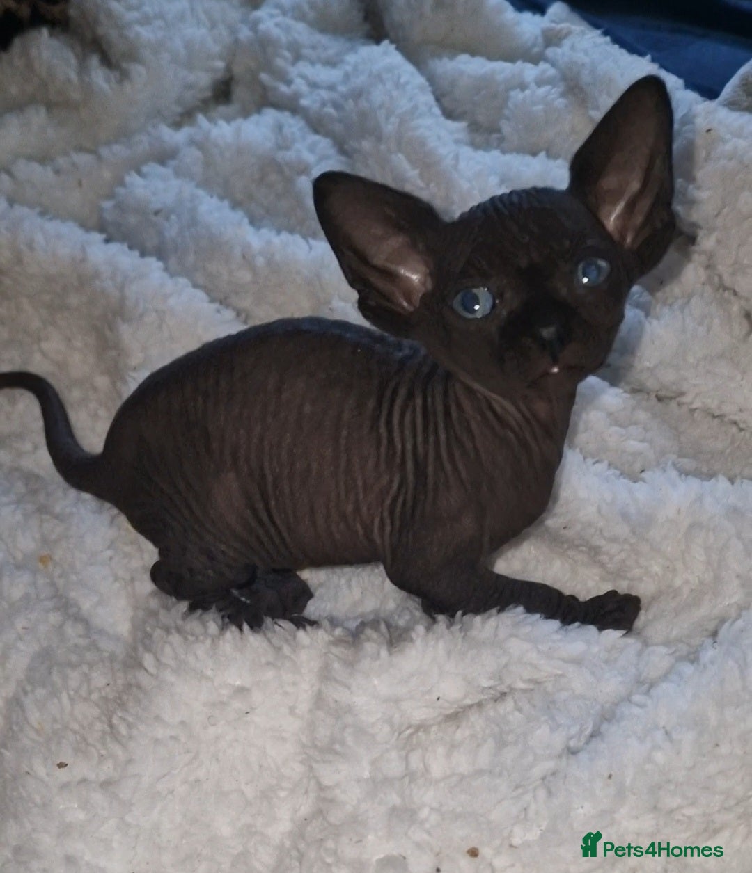Sphynx cats for sale: Beautiful Canadian Sphynx kittens purebreed  - Image 15