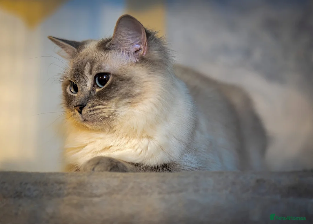 Ragdoll cats for sale: Blue Point and Mink Ragdolls  - Advert 11