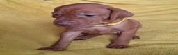 Hungarian Vizsla dogs for sale: Hungarian Vizsla puppies 2 boys and 6 girls. - Advert 12