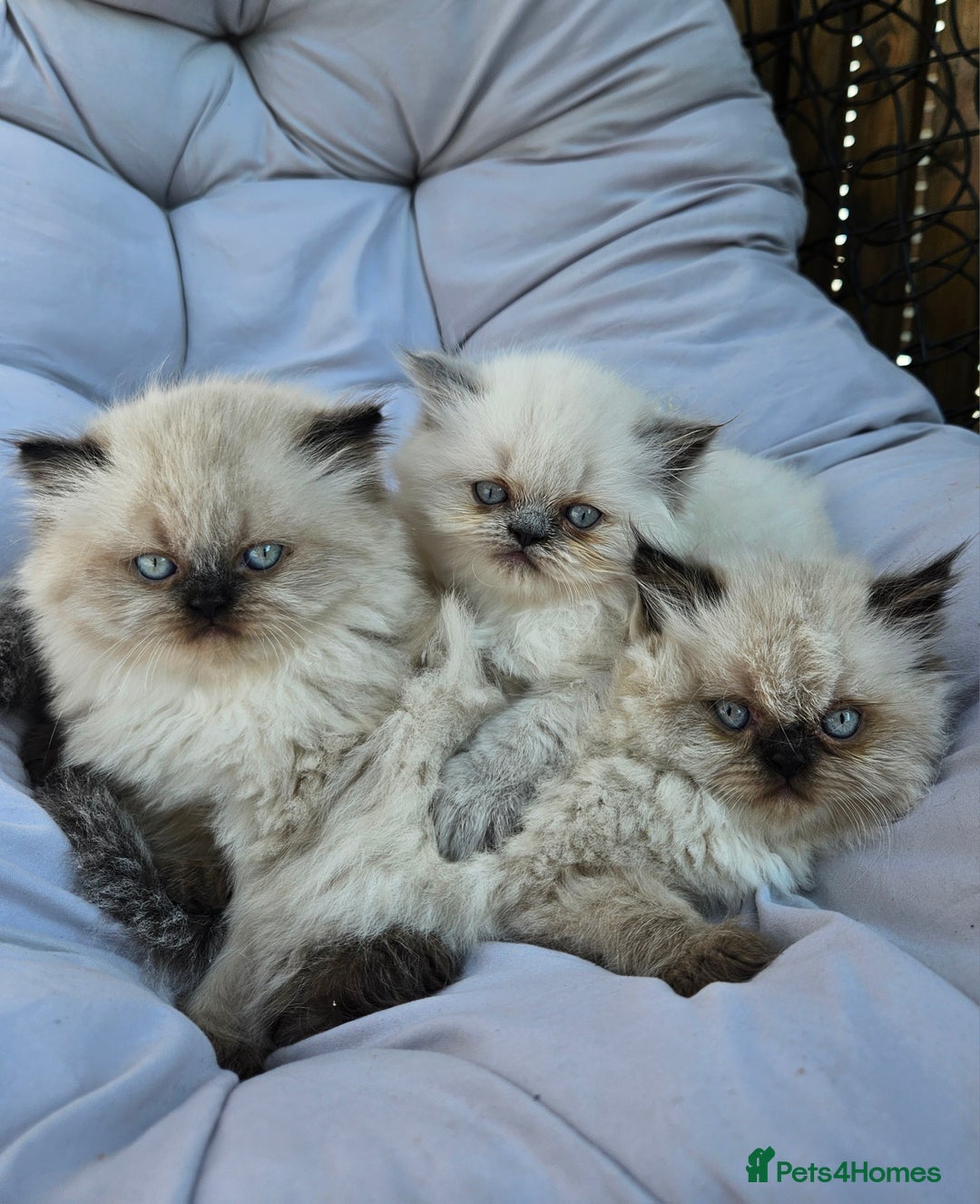 Persian cats for sale: Persian girl2 - PERSIAN HIMALAYAN Kittens for Sale!   - Image 5