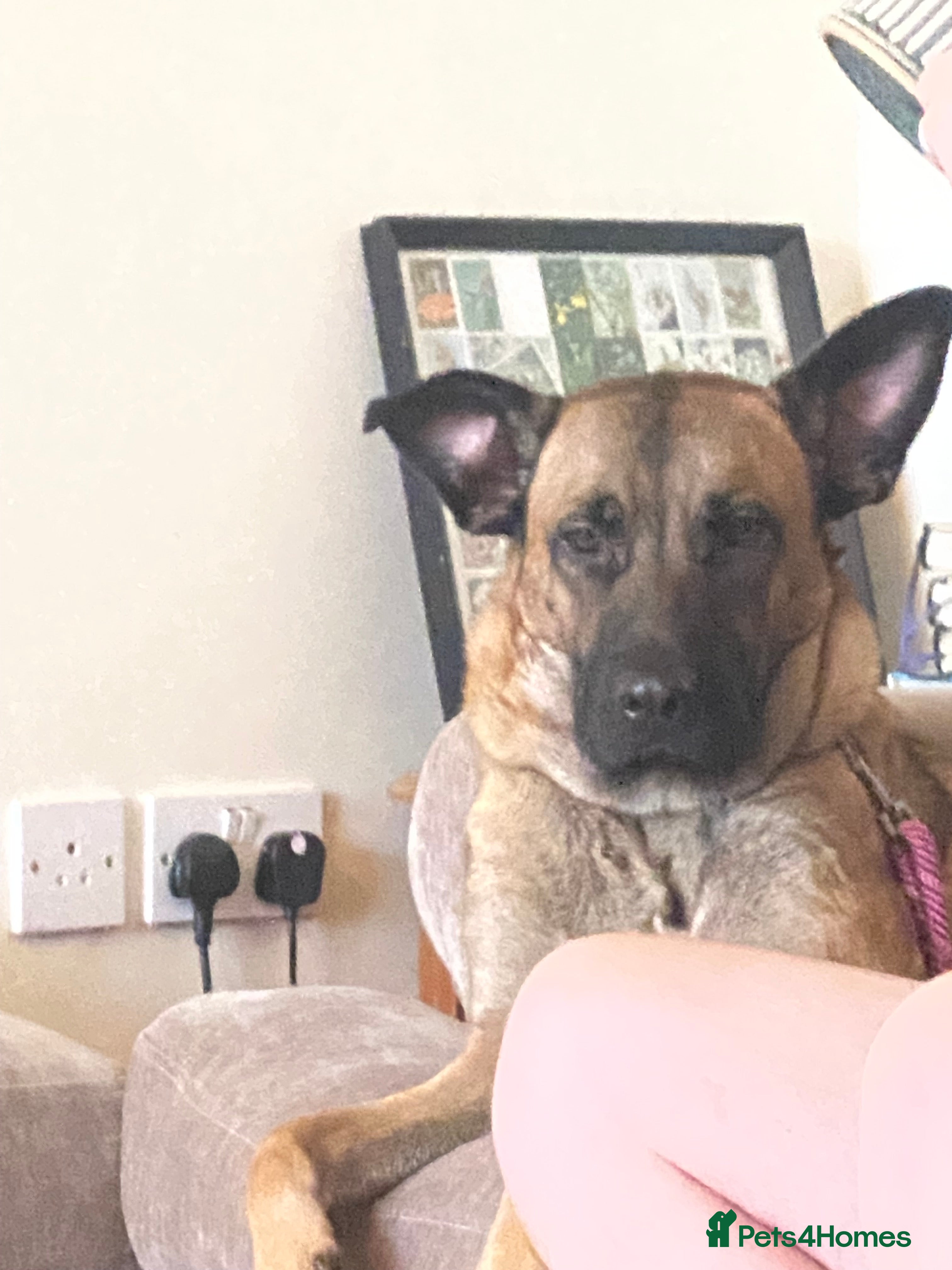 Belgian Shepherd Dog dogs Belgian shepherd girl  - Advert 8