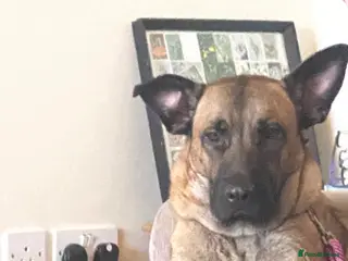 Belgian Shepherd Dog dogs Belgian shepherd girl - Advert 8