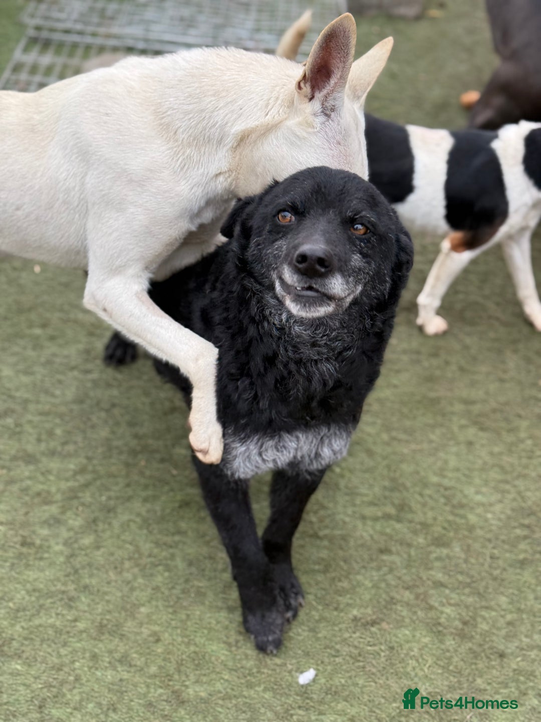 Mixed Breed dogs for adoption: Sweet Romeo Looking for LOVE - Advert 18