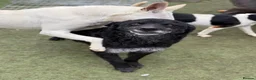 Mixed Breed dogs for adoption: Sweet Romeo Looking for LOVE - Advert 19