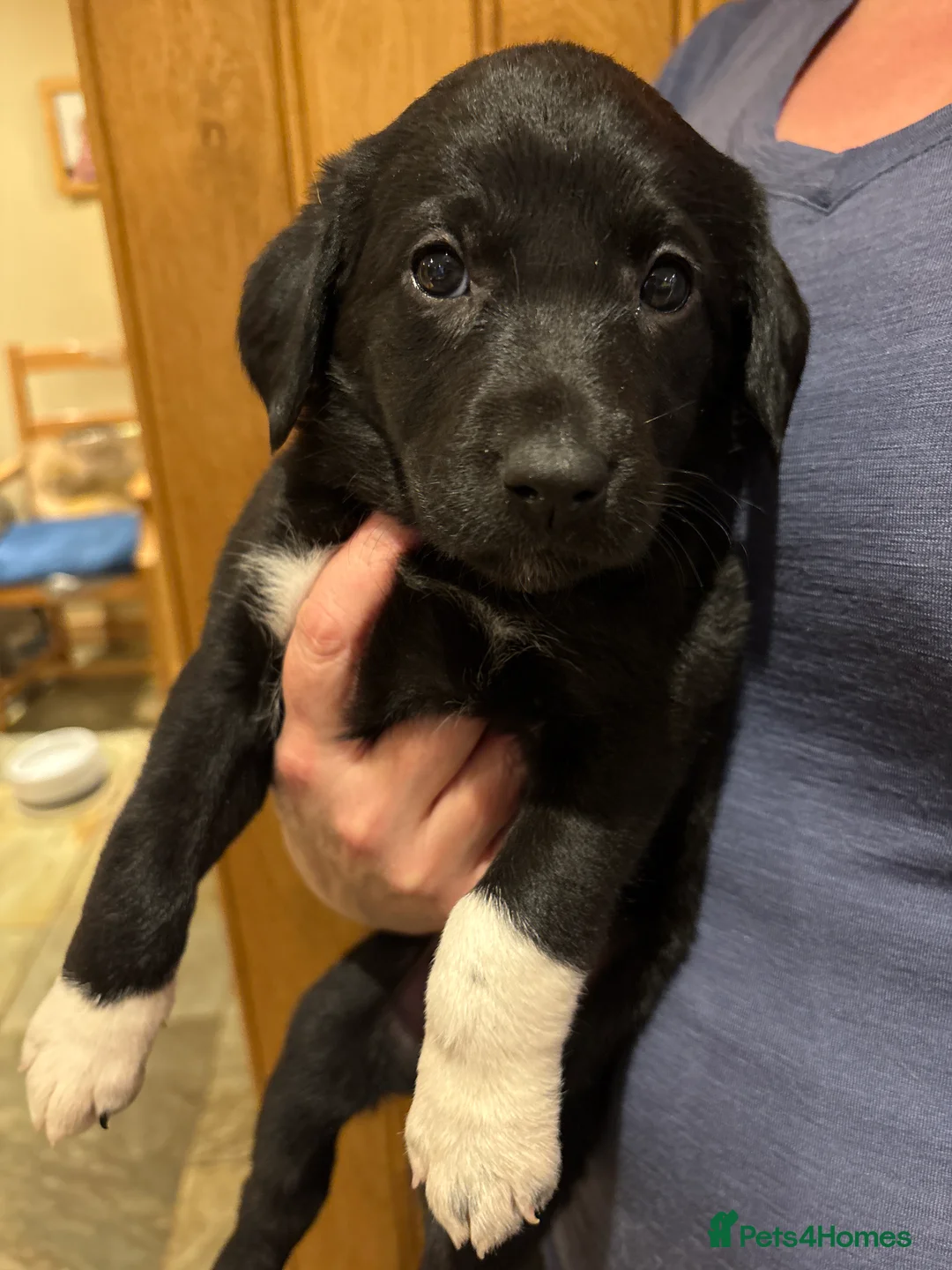 Borador dogs for sale: 11 gorgeous Borador puppies for sale  - Advert 10