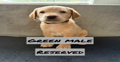 Labrador Retriever dogs - Advert 3