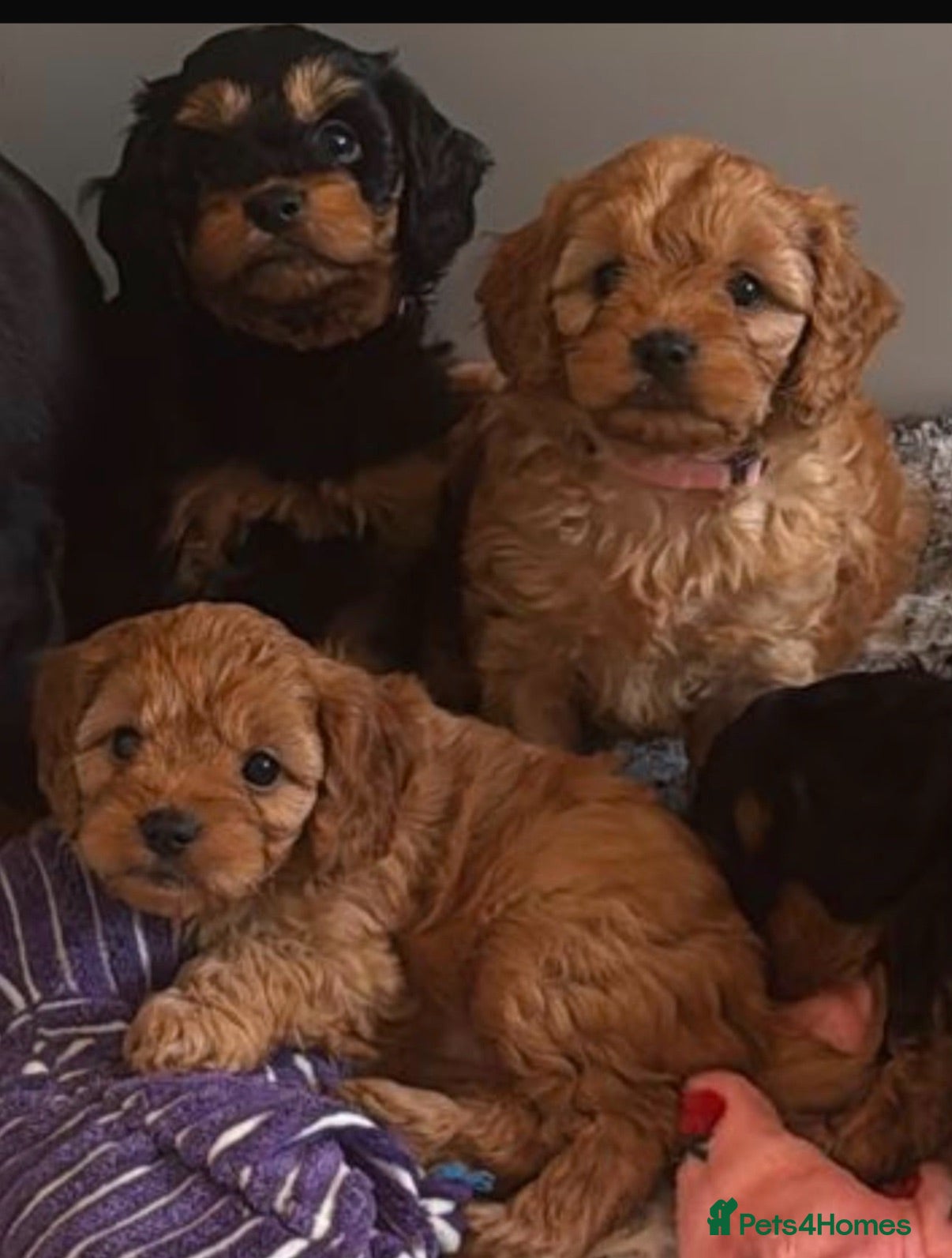 Cavapoo dogs Fully tested Cavapoo’s F1 💙❤️ - Advert 4