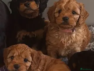 Cavapoo dogs Fully tested Cavapoo’s F1 💙❤️ - Advert 4