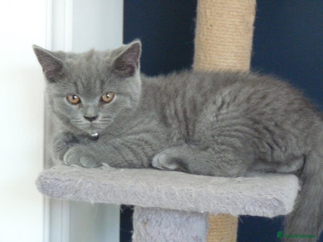 British Shorthair cats for sale: britsh short hair kittens  in Orpington - Image 9