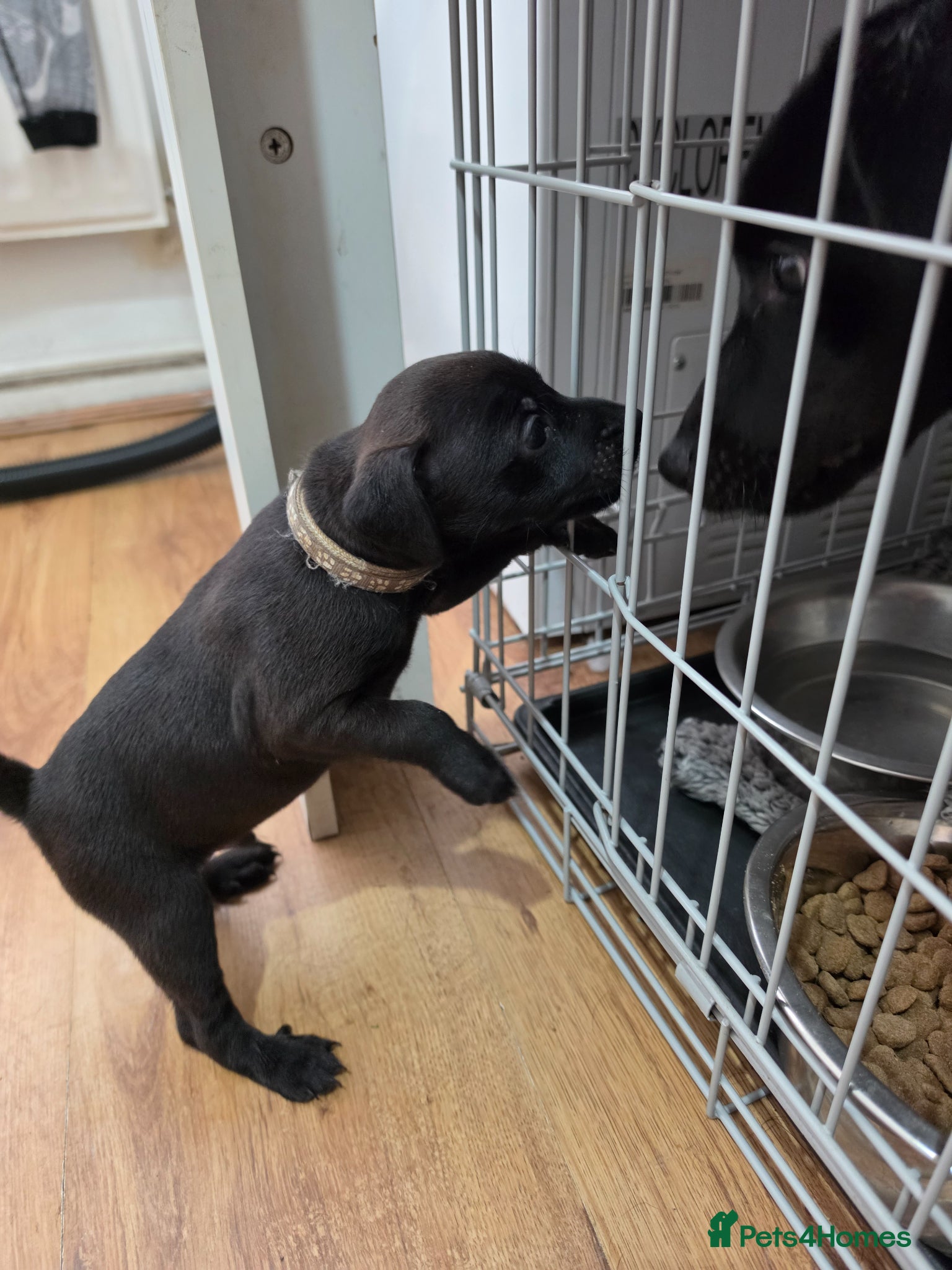 Patterdale Terrier dogs for sale: Patterdal puppies for sale. - Advert 3