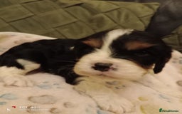 Cavapoo dogs for sale: A stunning litter of cavapoo beautiful costs  - Image 17