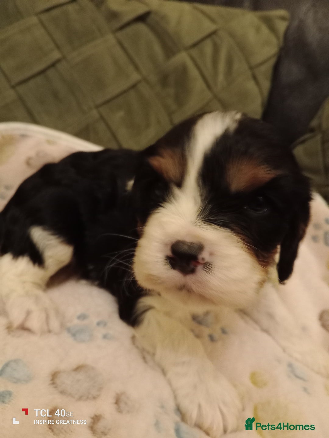 Cavapoo dogs for sale: A stunning litter of cavapoo beautiful costs  - Image 17