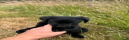 Labrador Retriever dogs for sale: Fabulous Male Black Lab puppy for sale. in Sheffield - Advert 5