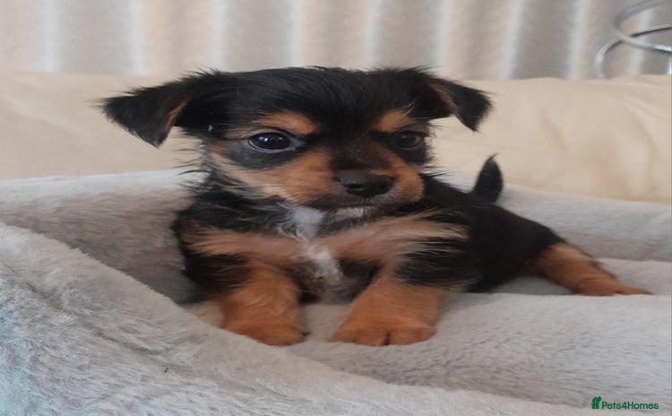 Yorkshire Terrier dogs - Advert 1