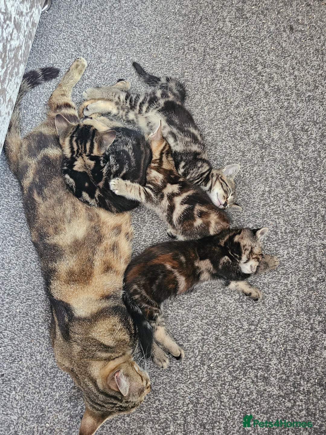 American Shorthair cats for sale:   American Shorthairs for sale  - Image 5