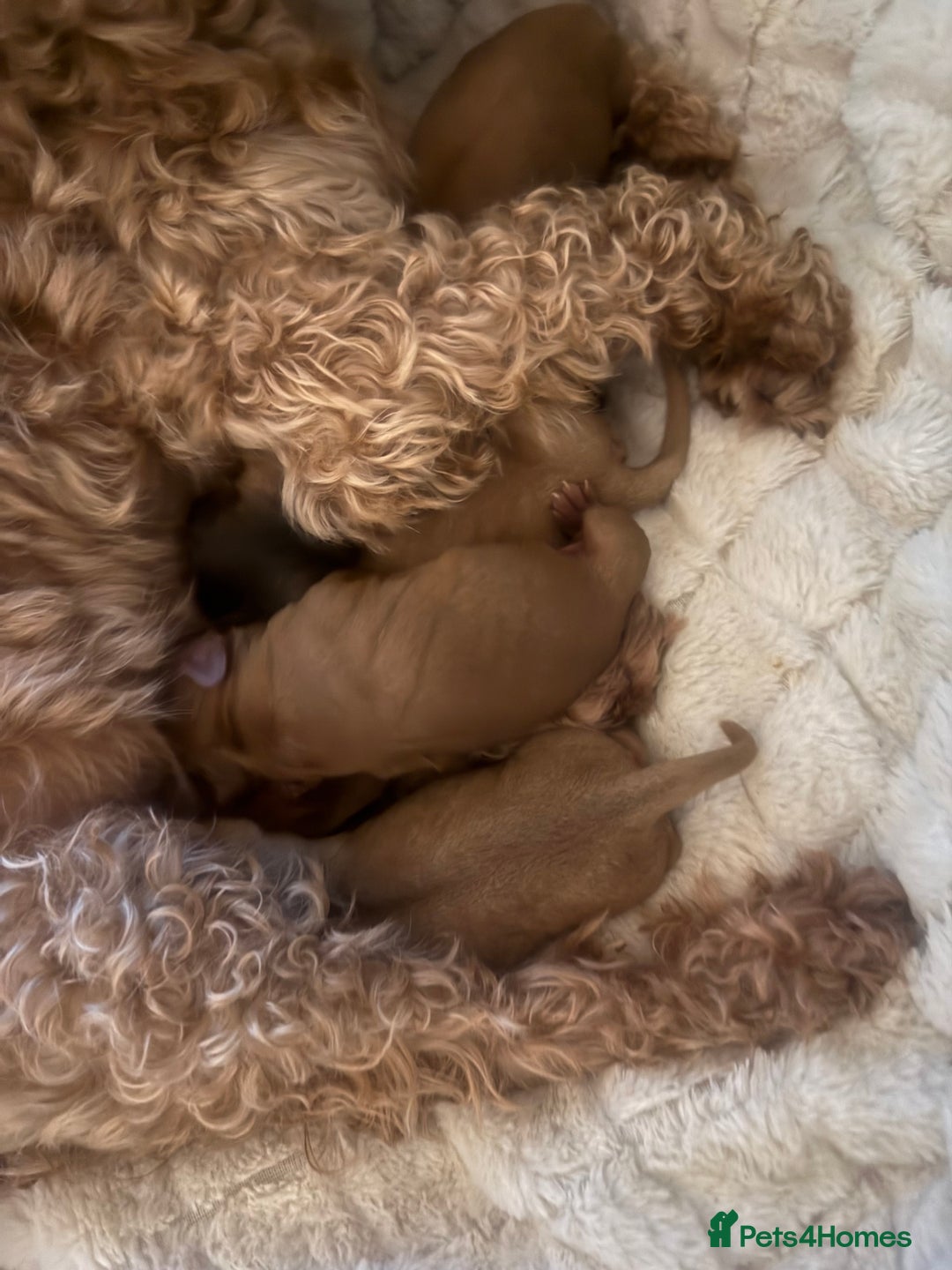 Cockapoo dogs for sale: Cockapoo F1B STUNNING COLOURS 4 available - Advert 24