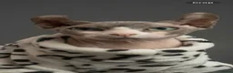 Sphynx cats for sale: Last beautiful sphynx  - Advert 2