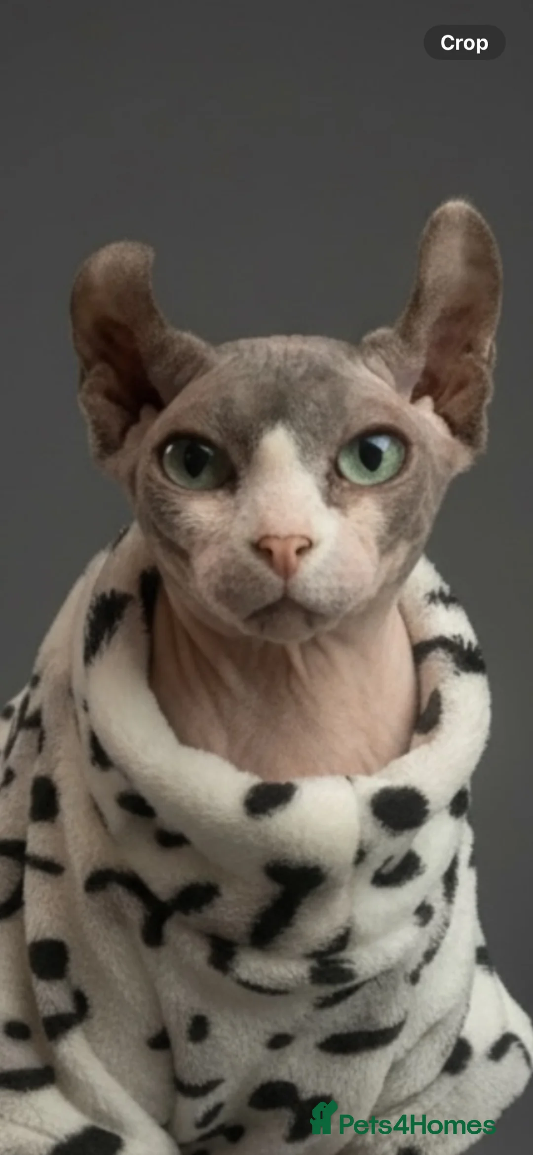 Sphynx cats for sale: Last beautiful sphynx  - Advert 2
