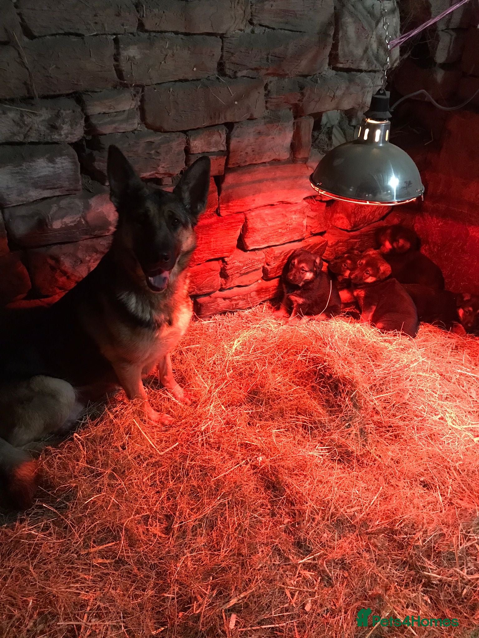 German Shepherd dogs German shepherd puppies  - Advert 7