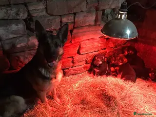 German Shepherd dogs German shepherd puppies - Advert 7