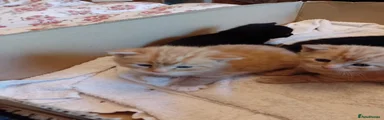 Ragdoll Kitten 2