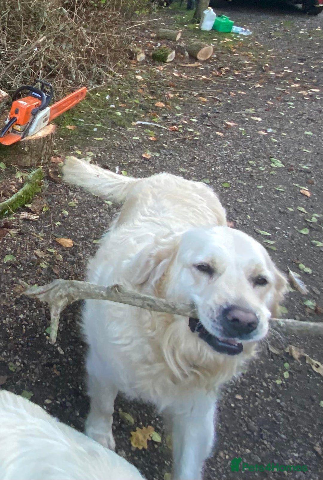 Golden Retriever dogs for sale: Beautiful and fluffy Golden Retriever puppies - Advert 13