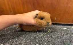 Guinea Pig rodents for sale: Pure Bred Swiss Guinea Pig Boars - Image 3