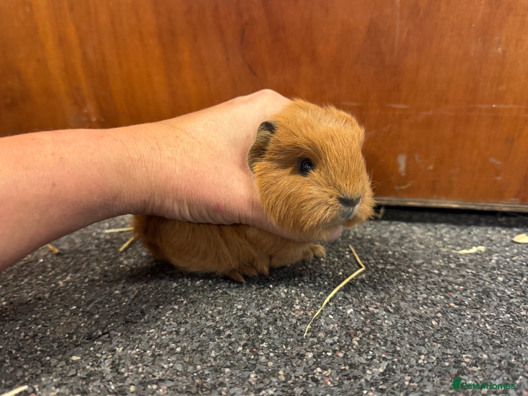 Guinea Pig rodents for sale: Pure Bred Swiss Guinea Pig Boars - Image 3