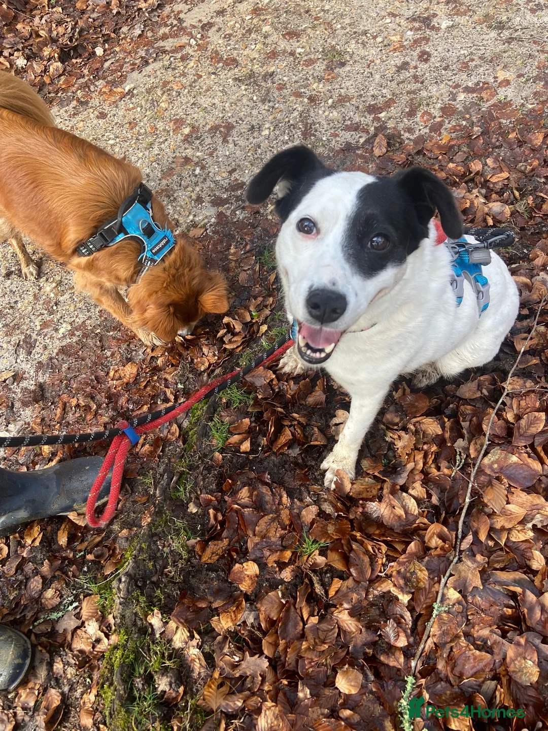 Mixed Breed dogs for adoption: Poppy  - Advert 4