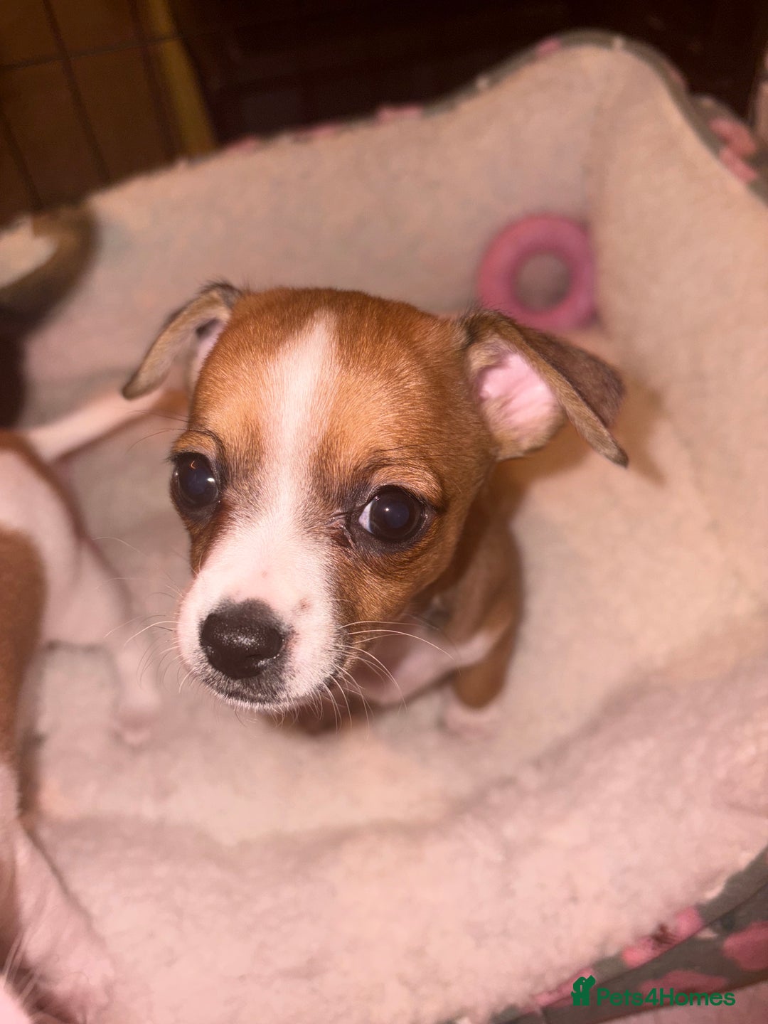 Chiweenie dogs for sale: Chweenie - Advert 1