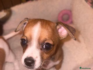 Chiweenie dogs Chweenie - Advert 6