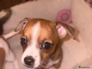 Chiweenie dogs Chweenie - Advert 6