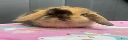 Mini Lop rabbits for sale: Pure bred pedigreed baby mini lops  - Advert 27