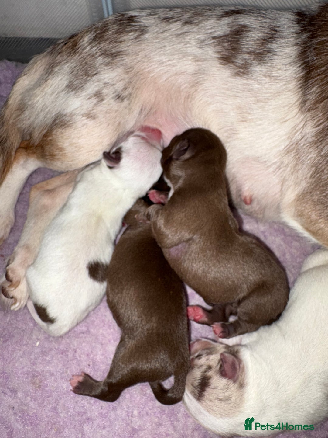 Chihuahua dogs for sale: 🐶 xxs Stunning pure chihuahua pups 🐶 - Image 7