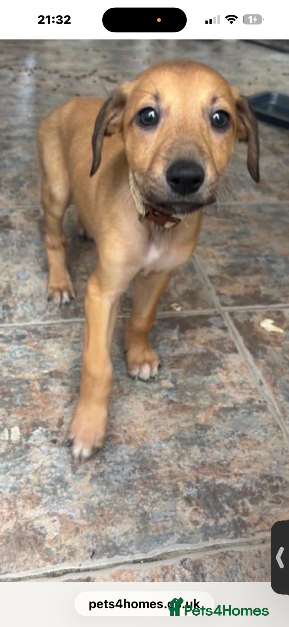 Lurcher dogs Puppy - Advert 3
