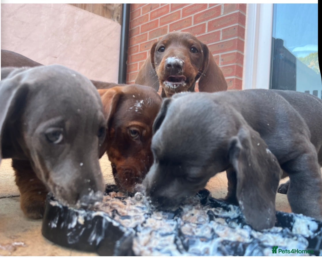 Dachshund dogs 💎💎 Rare Solid Blue & Choc & Tan Mini Dachshunds  - Advert 2