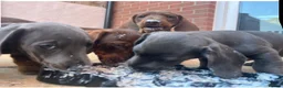 Dachshund dogs for sale: Stunning Solid Blue & Choc & Tan Dachshunds  - Advert 25