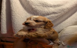 Cockapoo dogs for sale: Cockapoo puppies for sale - Advert 9