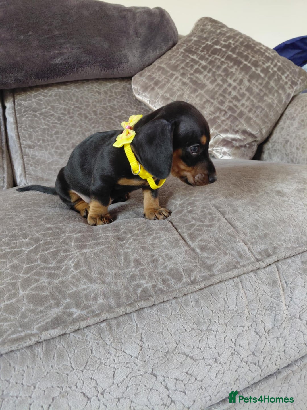 Miniature Dachshund dogs for sale: Ready now miniature dachshunds boy - Image 30