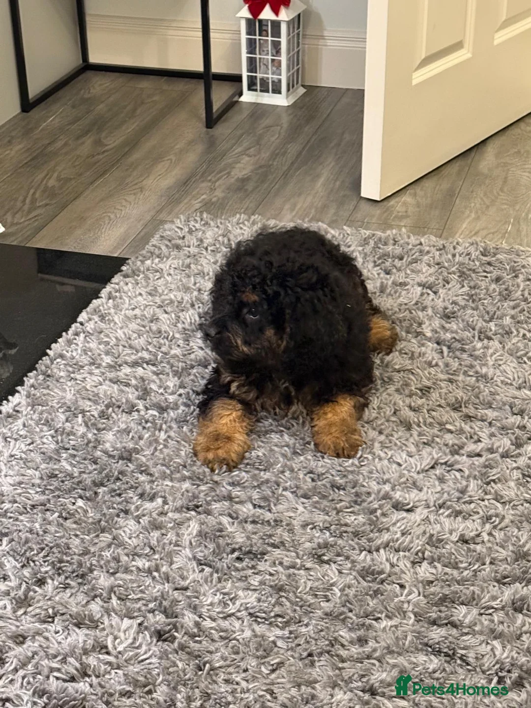 Bernedoodle dogs for sale: Beautiful Toy Bermedoodle puppies - Advert 12