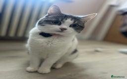 Mixed Breed cats for sale: Female Russian blue and British shorthair mix  - Image 17