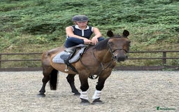 Belgian Warmblood horses for sale: Clarissa the super safe and sane  - Image 2