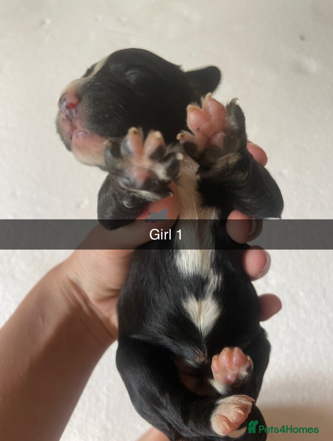 Mixed Breed dogs for sale: Border Collie Cocker puppies - Image 13